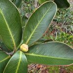 Tristaniopsis ninndoensis leaf picture by Richard Chesher (cc-by-sa)