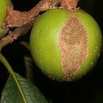 Pouteria viridis fruit picture by Nelson Zamora Villalobos (cc-by-nc)