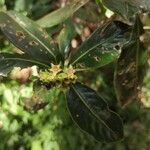 Chassalia gaertneroides flower picture by Augustin Soulard (cc-by-sa)