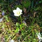 Parnassia palustris habit picture by Vladimír Valach (cc-by-sa)