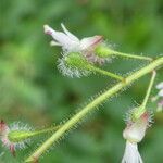 Circaea lutetiana fruit picture by Llandrich anna (cc-by-sa)