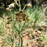 Fritillaria pinetorum flower picture by Haggard Stacey (cc-by-sa)