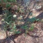 Visnaga daucoides habit picture by Sabaté Sant Jordi (cc-by-sa)