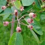 Amelanchier ovalis fruit picture by Ezio Maria (cc-by-sa)