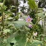 Solanum incanum flower picture by SHASHIDHAR HR (cc-by-sa)