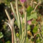 Epilobium parviflorum fruit picture by Sylvain Piry (cc-by-sa)