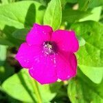 Petunia integrifolia flower picture by Trap Hers (cc-by-sa)