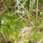 Viola palustris habit picture by Martin Bishop (cc-by-sa)