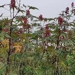 Ricinus communis fruit picture by Sergio-OMA (cc-by-sa)