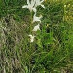 Paradisea liliastrum habit picture by Giovanni Scarmoncin (cc-by-sa)