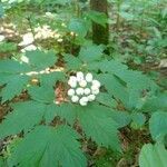 Actaea pachypoda habit picture by PT (cc-by-sa)