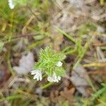 Euphrasia officinalis leaf picture by Pekka Salokangas (cc-by-sa)