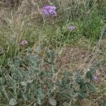 Moricandia arvensis habit picture by Fernandez Cusachs Marc (cc-by-sa)