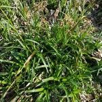 Luzula sylvatica habit picture by David Martin (cc-by-sa)