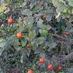 Solanum pseudocapsicum habit picture by Trap Hers (cc-by-sa)