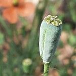 Papaver dubium fruit picture by Monteiro Henrique (cc-by-sa)