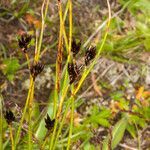 Juncus jacquinii fruit picture by Martin Bishop (cc-by-sa)