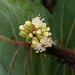 Coccoloba uvifera flower picture by Jean-Christophe Lombardo (cc-by-sa)