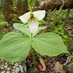 Trillium simile flower picture by Debbye (cc-by-sa)