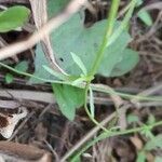 Wahlenbergia linarioides leaf picture by Trap Hers (cc-by-sa)