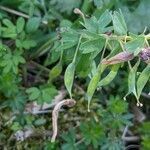 Corydalis solida fruit picture by Denis Bastianelli (cc-by-sa)