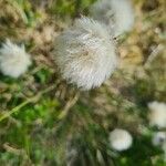 Eriophorum vaginatum fruit picture by Eldsyn (cc-by-sa)