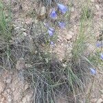 Campanula rotundifolia habit picture by Boris V (cc-by-sa)