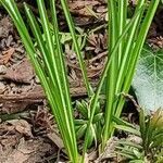 Crocus tommasinianus leaf picture by Dieter Albrecht (cc-by-sa)