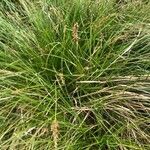 Carex paniculata habit picture by Patrice Nodet (cc-by-sa)