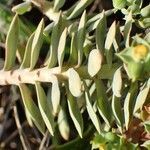 Euphorbia pithyusa fruit picture by Yoan MARTIN (cc-by-sa)