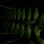 Zamia neurophyllidia leaf picture by Nelson Zamora Villalobos (cc-by-nc)