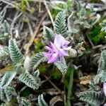 Astragalus geminiflorus flower picture by Fabien Anthelme (cc-by-sa)