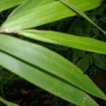 Chusquea patens leaf picture by Nelson Zamora Villalobos (cc-by-nc)