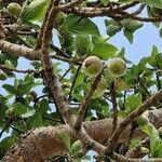 Ficus glumosa fruit picture by Diriba Kumssa (cc-by-sa)