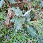 Olearia macrodonta leaf picture by William Howard (cc-by-sa)