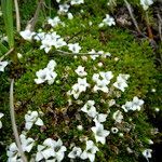 Arenaria dicranoides flower picture by Fabien Anthelme (cc-by-sa)