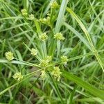 Cyperus eragrostis fruit picture by Edwin Thoen (cc-by-sa)