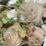 Geum reptans fruit picture by Francois Mansour (cc-by-sa)