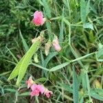 Lathyrus sylvestris flower picture by Annika K (cc-by-sa)