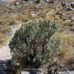 Diplostephium alveolatum habit picture by Fabien Anthelme (cc-by-sa)