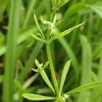 Galium tricornutum leaf picture by Roger Stolle (cc-by-sa)