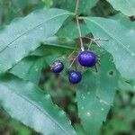 Psychotria leiocarpa fruit picture by Gonçalves da Cunha Lucas (cc-by-sa)