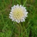 Cephalaria gigantea flower picture by Lukáš (cc-by-sa)