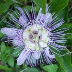 Passiflora edulis flower picture by Janice Janice (cc-by-sa)