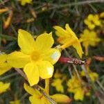 Jasminum nudiflorum flower picture by plumedesmers (cc-by-sa)