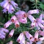 Erica australis flower picture by Alexandre Santos (cc-by-sa)