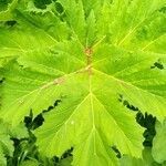 Heracleum mantegazzianum leaf picture by Kutuha (cc-by-sa)