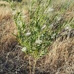 Gomphocarpus fruticosus habit picture by Monteiro Henrique (cc-by-sa)