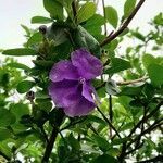 Brunfelsia australis flower picture by Trap Hers (cc-by-sa)