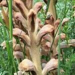 Orobanche alsatica flower picture by Olivier Le Gall (cc-by-sa)